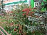 Berberis vulgaris. Плодоносящее растение. Иркутск, озеленение улицы. 26.09.2021.