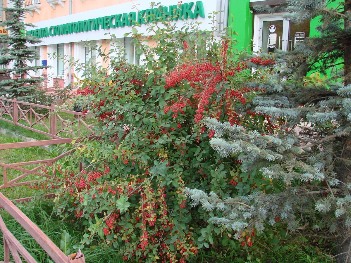 Image of Berberis vulgaris specimen.