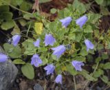 Campanula cochleariifolia. Цветки. Москва, ботанический сад МГУ \"Аптекарский огород\", \"Альпийская горка\", в культуре. 02.09.2021.