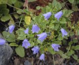 Campanula cochleariifolia