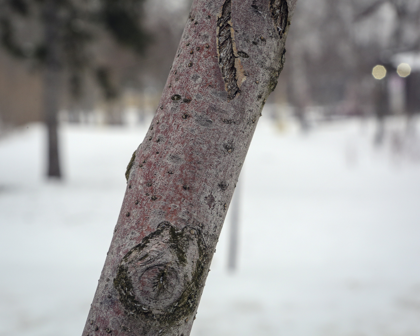 Image of Malus &times; purpurea specimen.