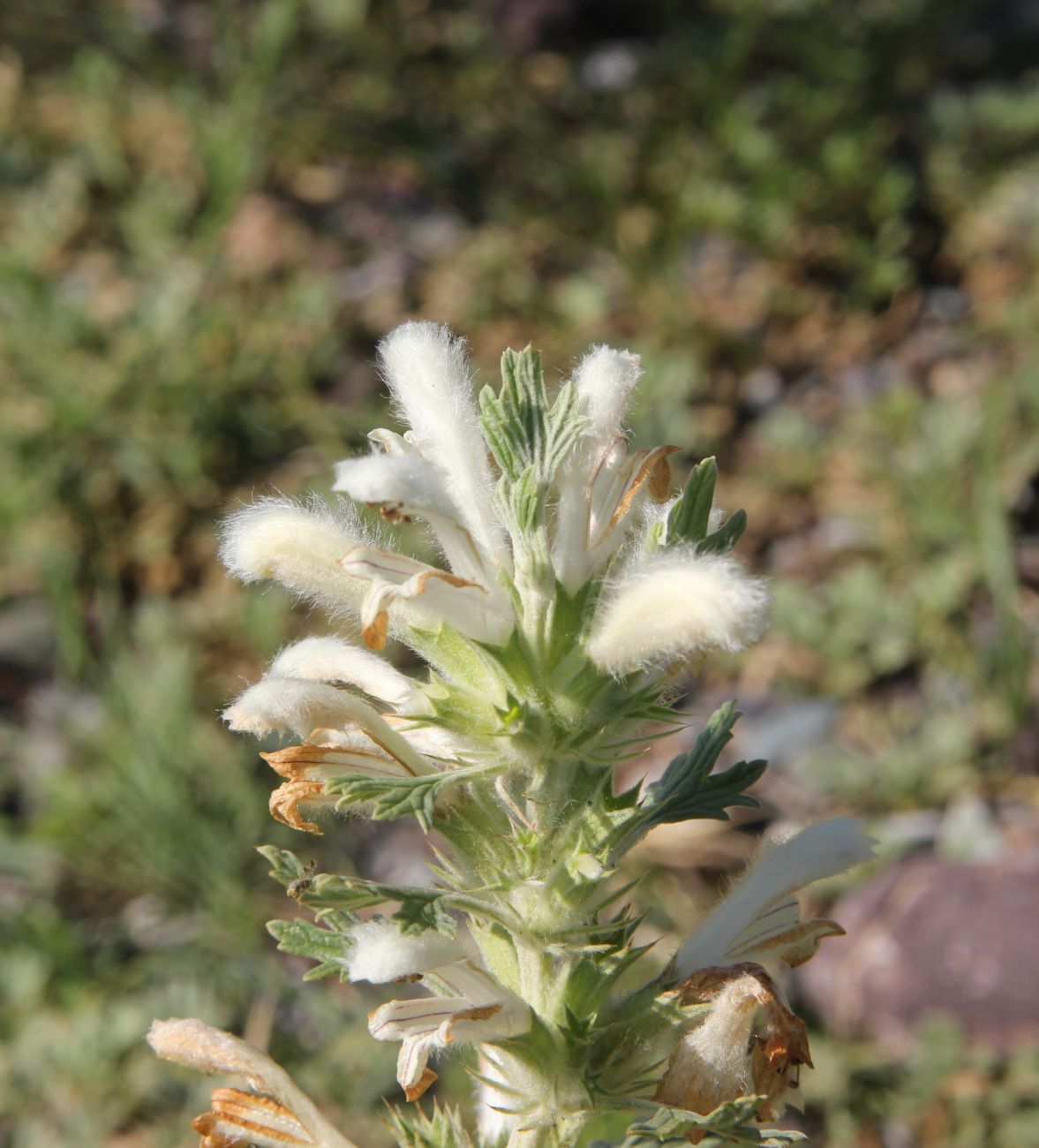 Image of Panzerina lanata specimen.