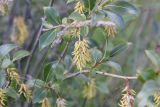 Salix pentandra. Ветвь с плодами. Республика Алтай, Улаганский р-н, окр. Голубого (Гейзерного) озера, край болота. 1 августа 2020 г.
