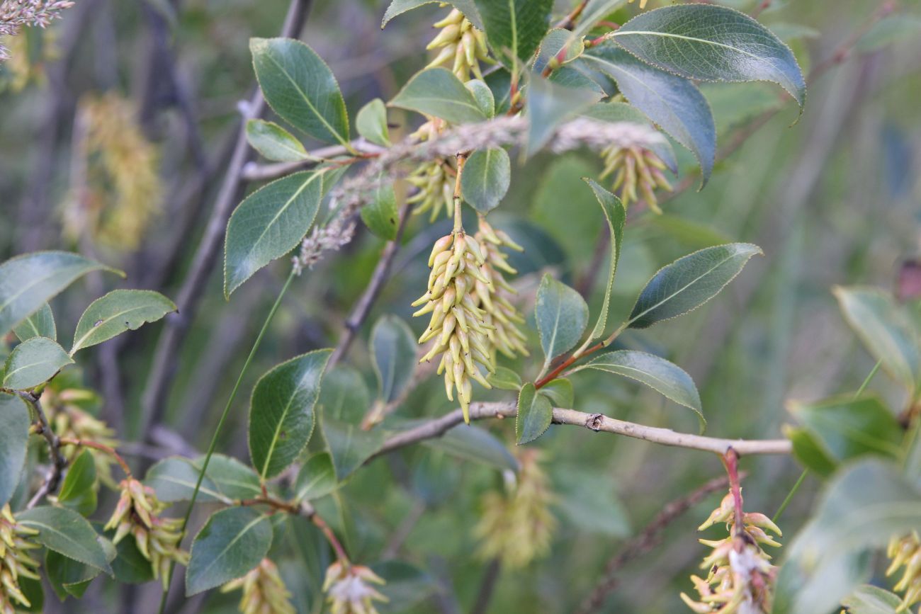 Изображение особи Salix pentandra.