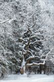 Quercus robur. Старое дерево в состоянии покоя. Санкт-Петербург, Старый Петергоф, парк \"Сергиевка\", опушка смешанного леса. 13.02.2021.