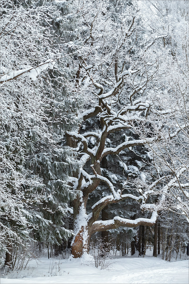 Image of Quercus robur specimen.