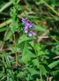 Stachys palustris. Верхушка цветущего растения. Приморье, окр. г. Находка, окр. пос. Ливадия, бухта Средняя, опушка широколиственного леса. 04.08.2021.