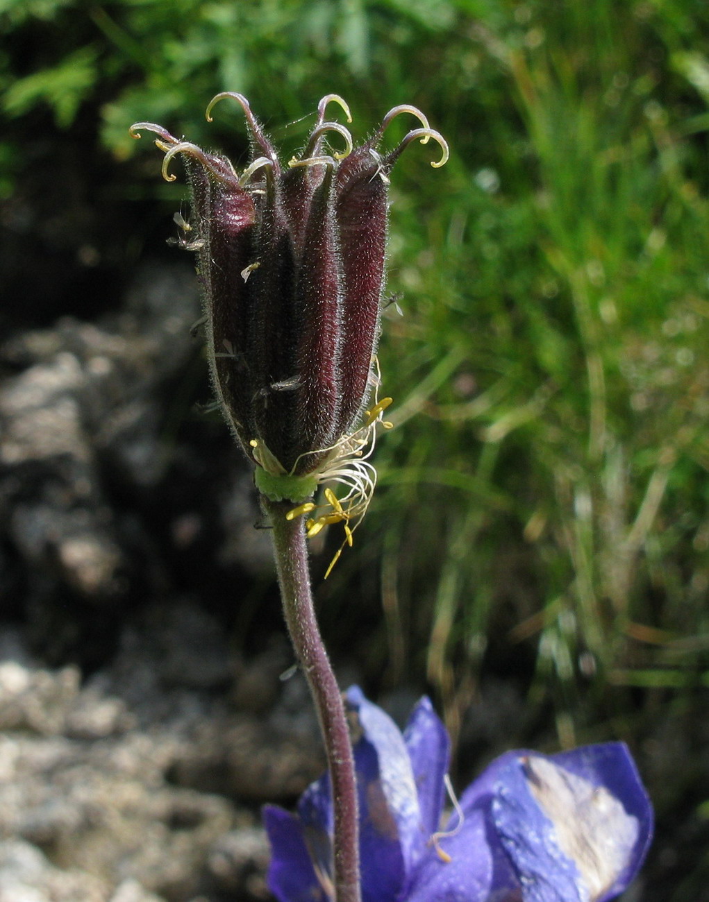 Image of Aquilegia glandulosa specimen.