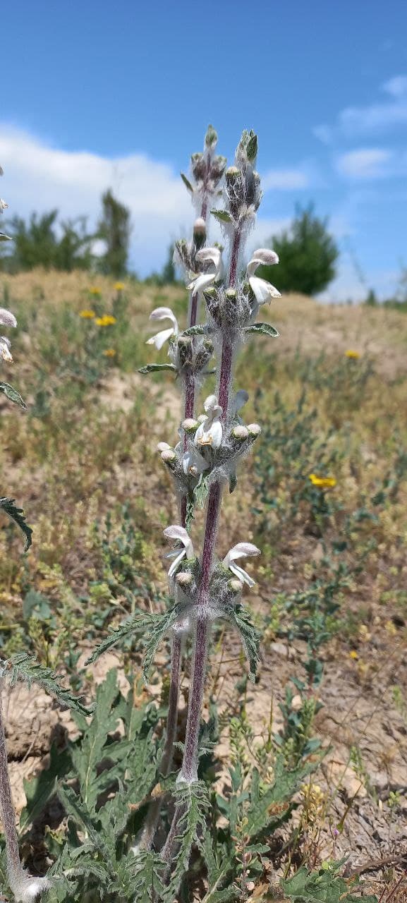 Image of Phlomoides kirghisorum specimen.