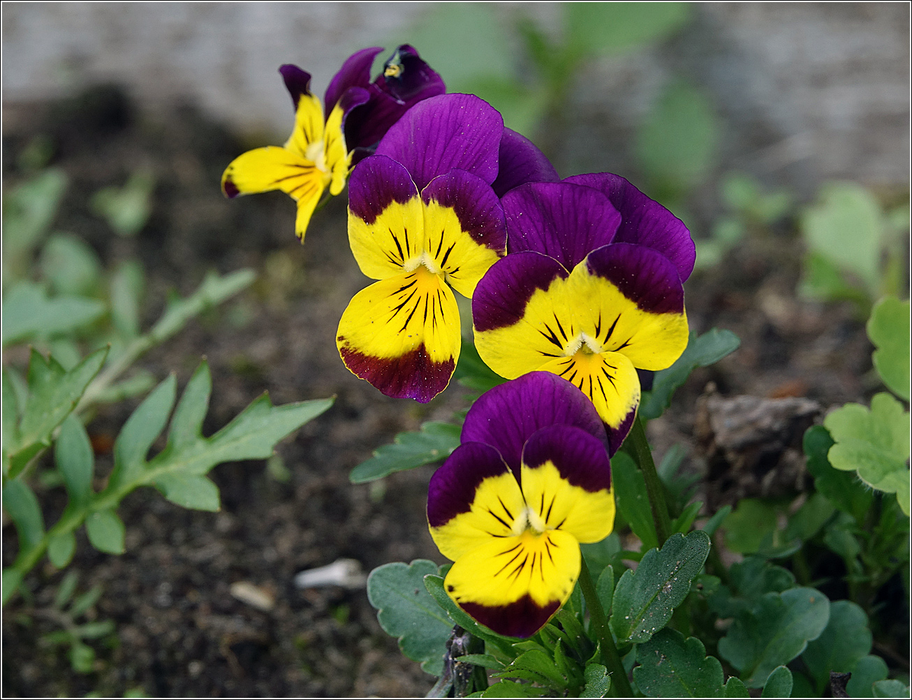 Image of Viola wittrockiana specimen.