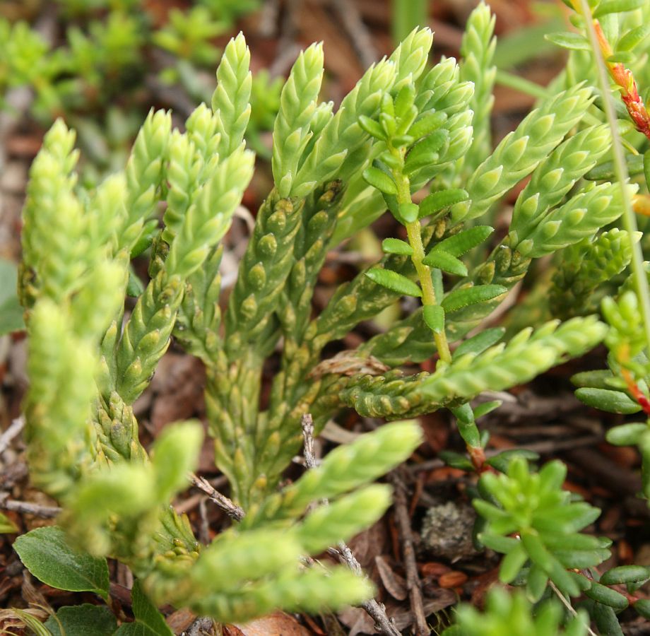 Изображение особи Diphasiastrum alpinum.