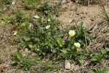 Viola arvensis. Цветущие растения в сообществе с одуванчиками (Taraxacum) и злаками. Беларусь, г. Витебск, парк Победителей близ Благовещенского храма, склон к набережной, низкотравная проплешина на газоне. 06.05.2022.