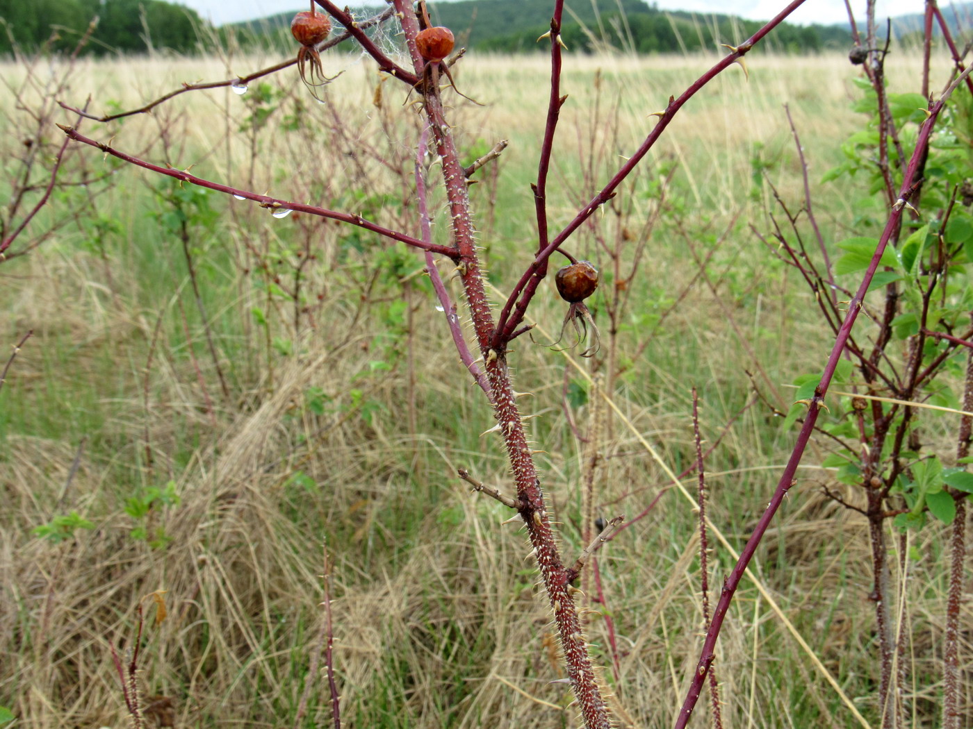 Image of Rosa laxa specimen.