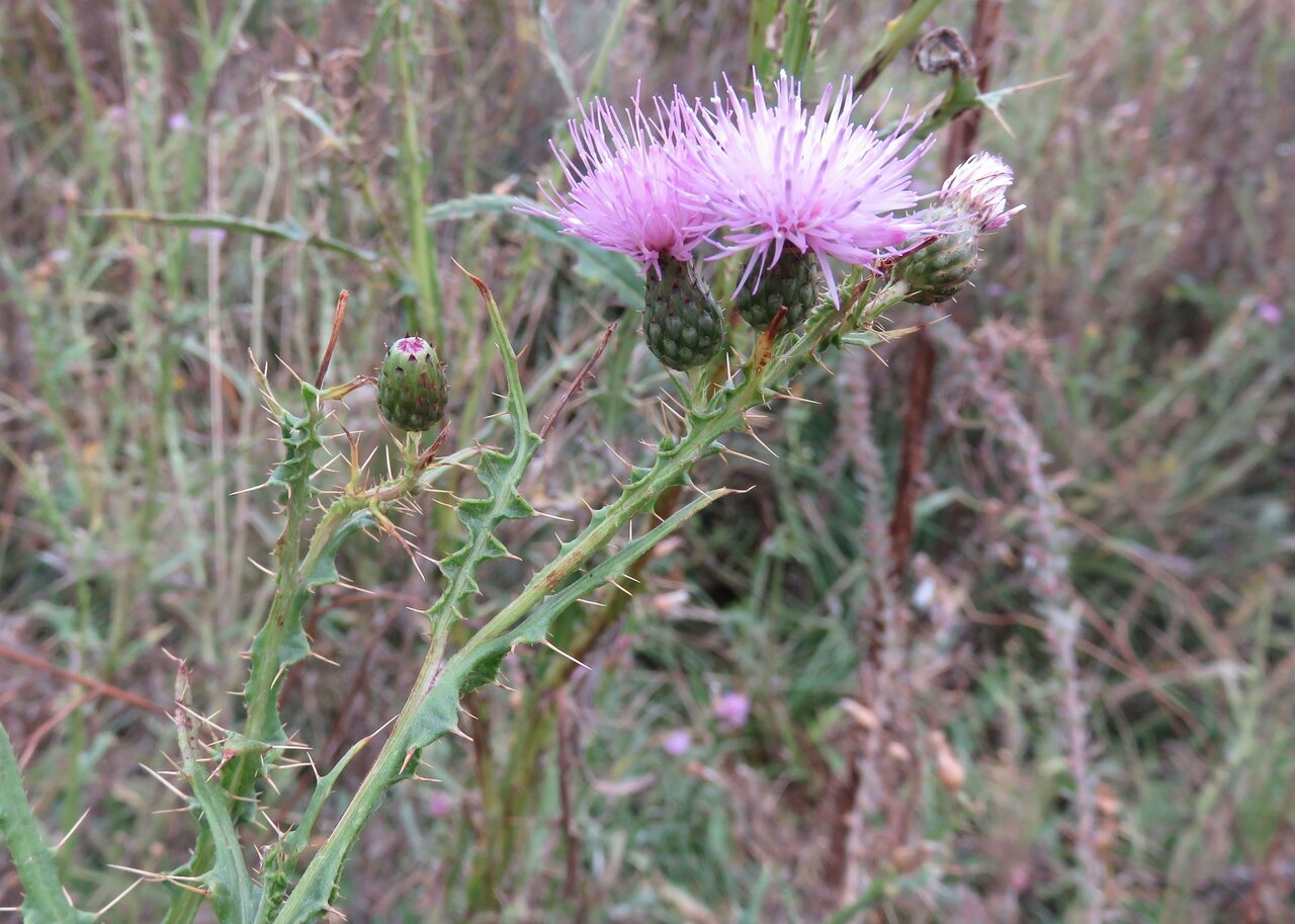 Изображение особи Cirsium creticum.