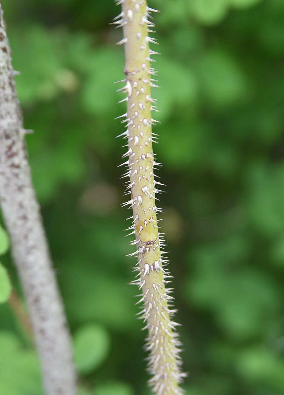 Image of genus Rosa specimen.