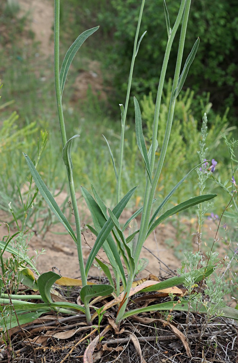 Image of genus Pilosella specimen.