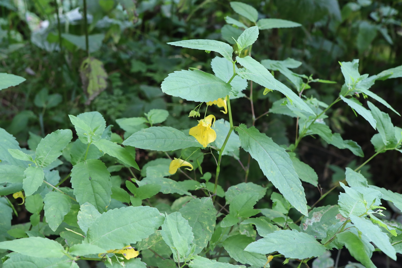 Image of Impatiens noli-tangere specimen.