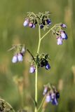 Lindelofia macrostyla