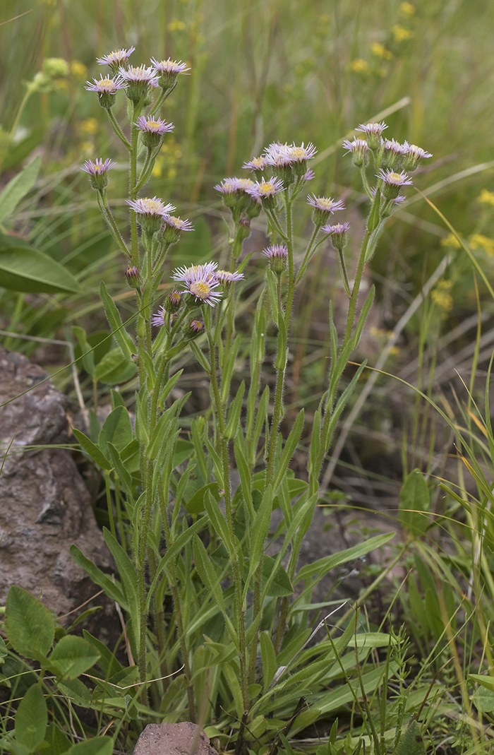 Изображение особи Erigeron orientalis.