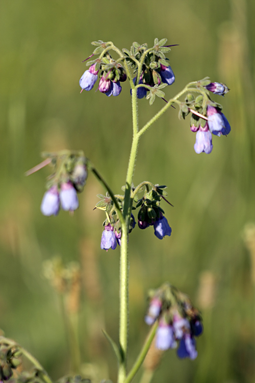 Изображение особи Lindelofia macrostyla.