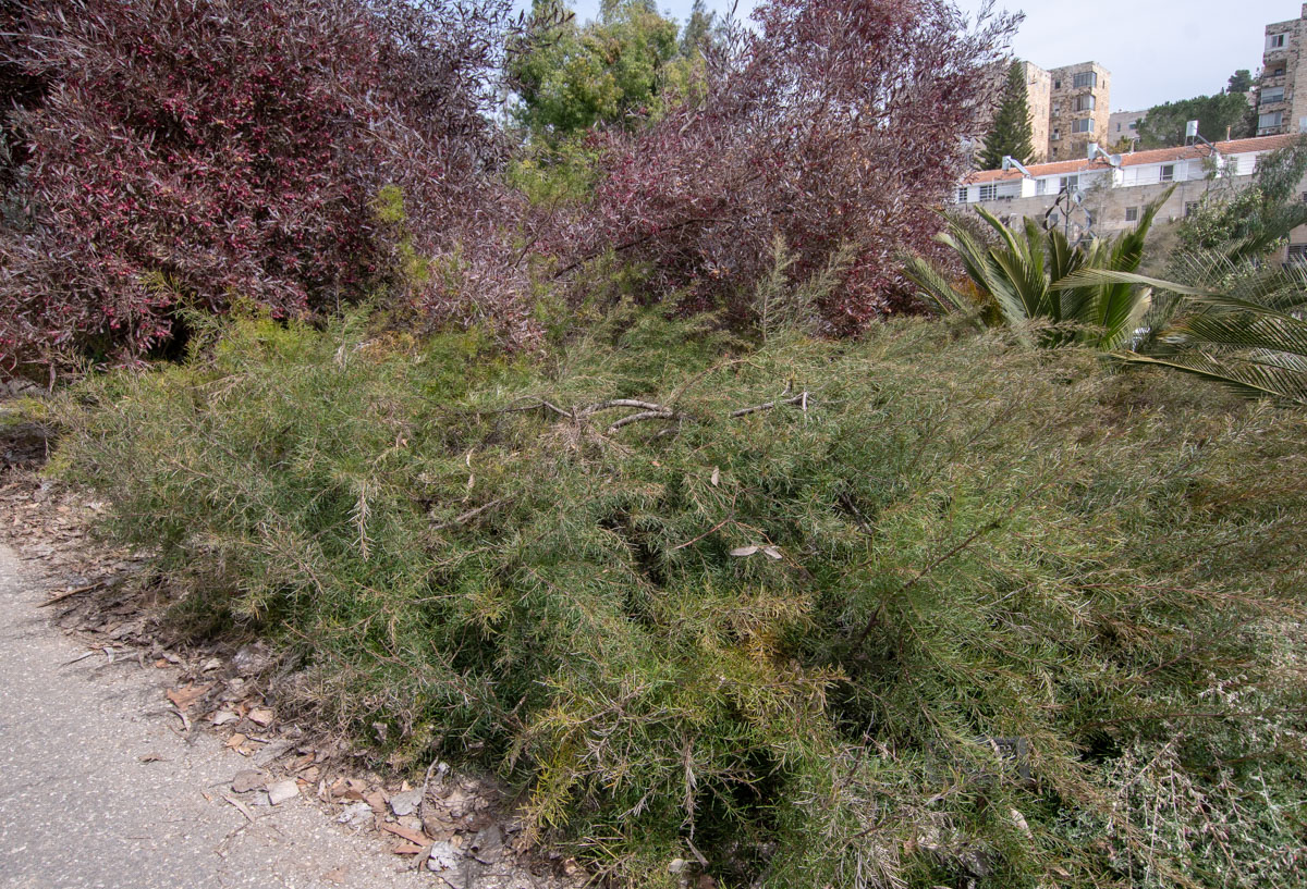 Image of Grevillea pinaster specimen.