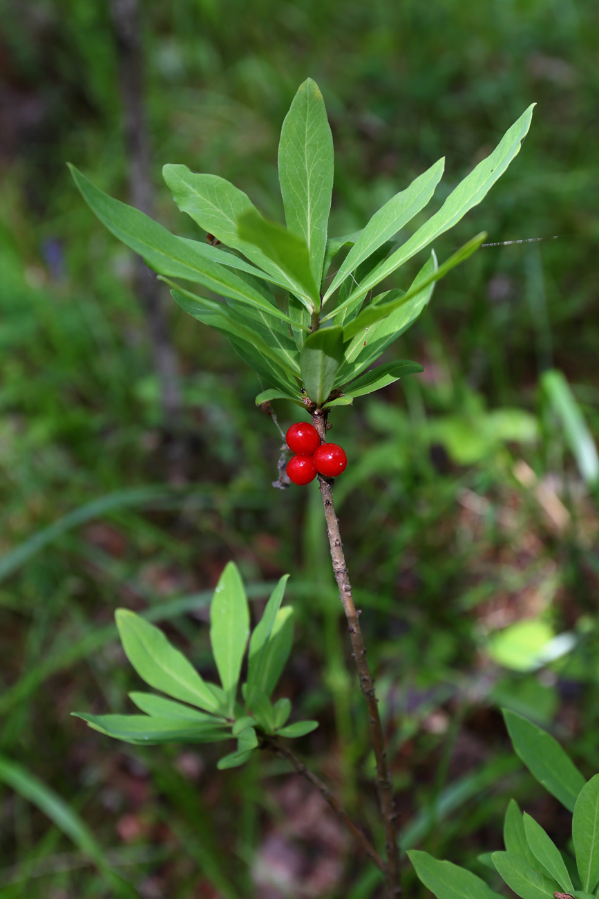 Изображение особи Daphne mezereum.