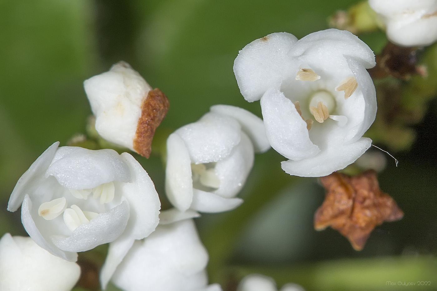 Изображение особи Viburnum tinus.