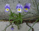 Viola tricolor. Цветущие растения у фундамента дома. Камчатский край, Елизовский р-н, СНТ \"Мечта\", садовый участок. 17.08.2022.