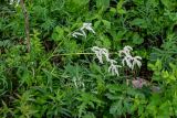 Aconogonon alpinum. Цветущее растение в сообществе с Heracleum, Spiraea, Vicia. Красноярский край, Берёзовский р-н, долина р. Мана, опушка смешанного леса. 06.06.2022.