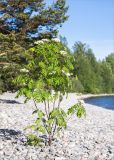 Sorbus aucuparia. Молодое цветущее растение. Карелия, Ладожское озеро, северо-западный берег о. Селькямарьянсаари, галечный пляж. 14.06.2021.
