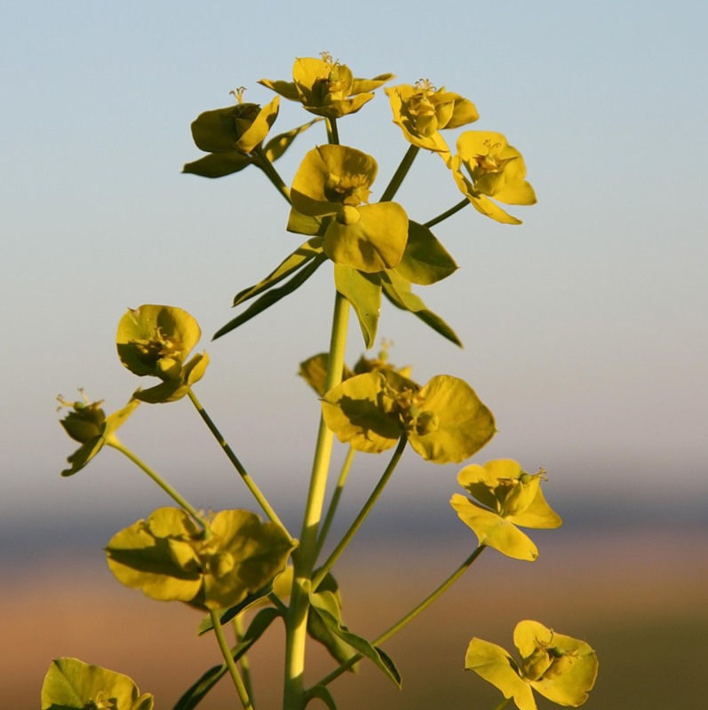 Изображение особи Euphorbia virgata.