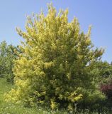Acer negundo