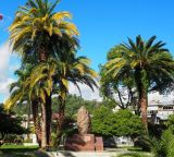 Phoenix canariensis