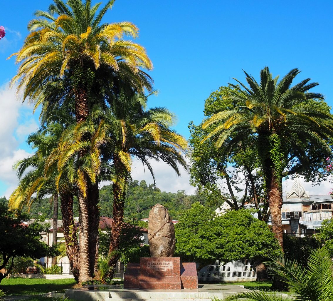 Image of Phoenix canariensis specimen.