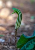 Arisarum vulgare. Верхушка побега с соцветием. Израиль, лесопарк Шоам. 11.12.2022.