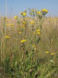 Picris hieracioides. Цветущие и плодоносящие растения. Ульяновская обл., Мелекесский р-н, окр. пос. Куликовка, луг с участками засоления. 07.08.2022.