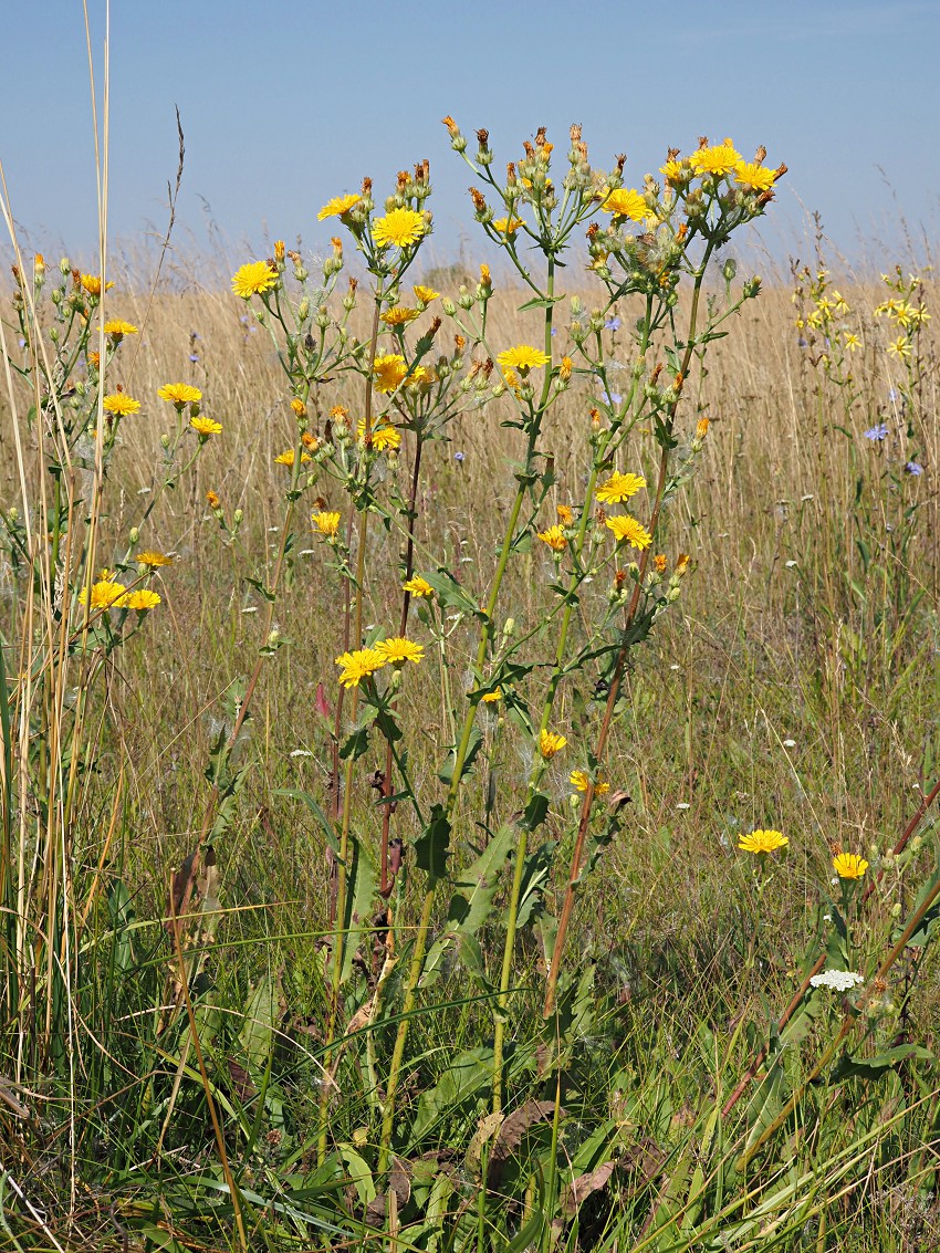 Image of Picris hieracioides specimen.