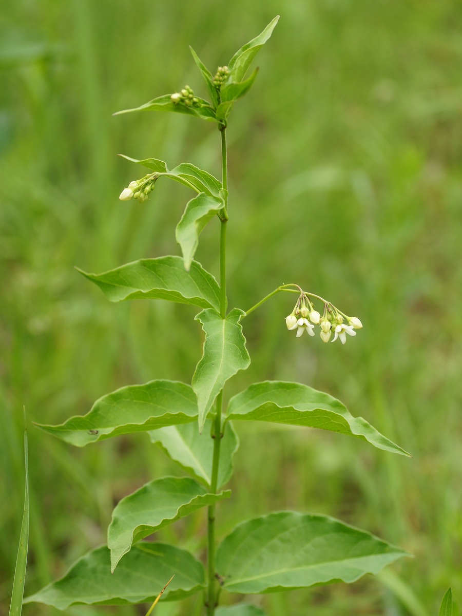 Image of Vincetoxicum albovianum specimen.