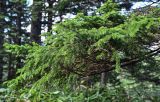 Picea ajanensis. Верхушка ветви. Курильские о-ва, о-в Кунашир, вулкан Менделеева, ≈ 300 м н.у.м., смешанный лес с подлеском из Sasa. 21.08.2022.