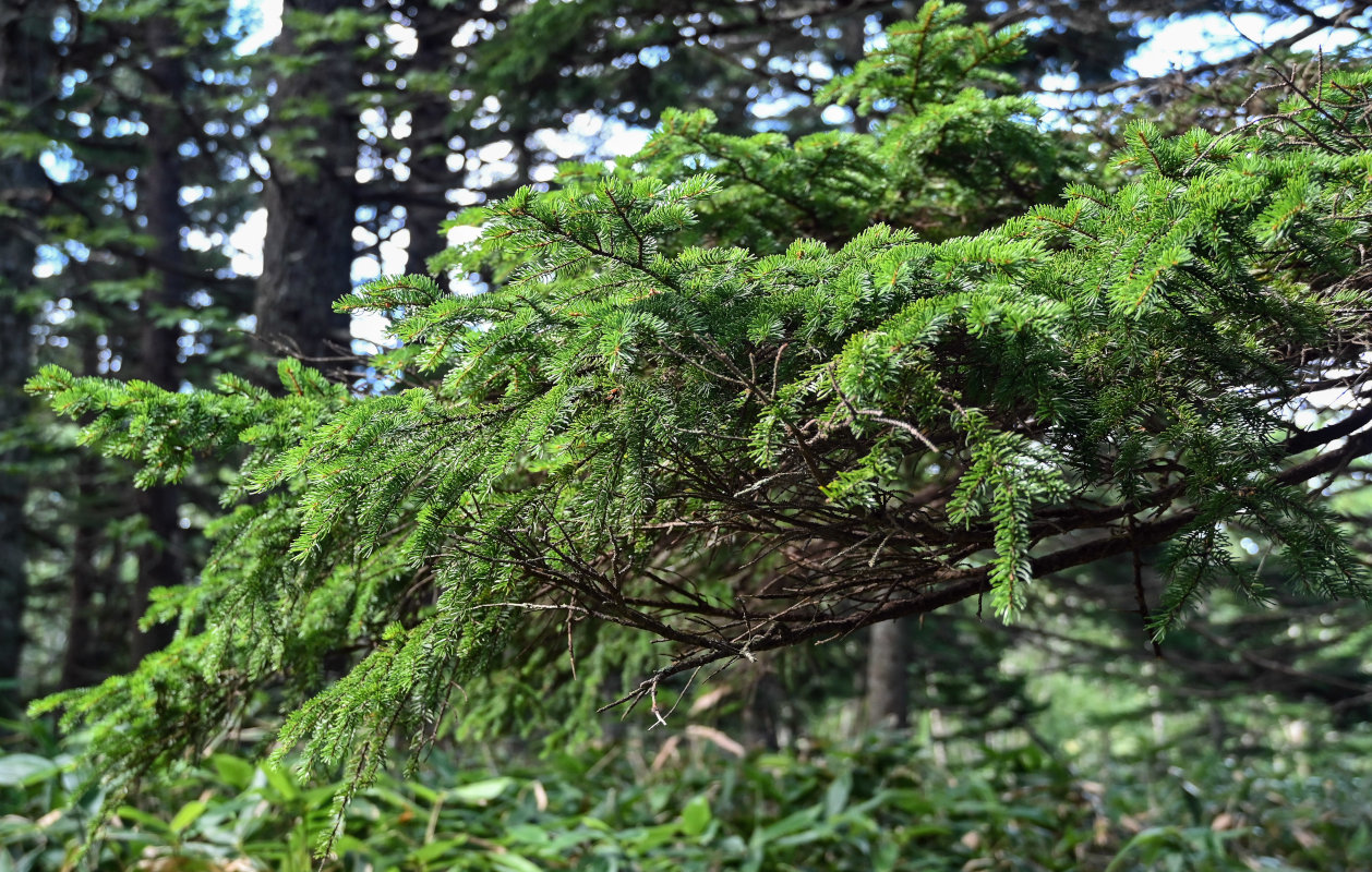 Image of Picea ajanensis specimen.