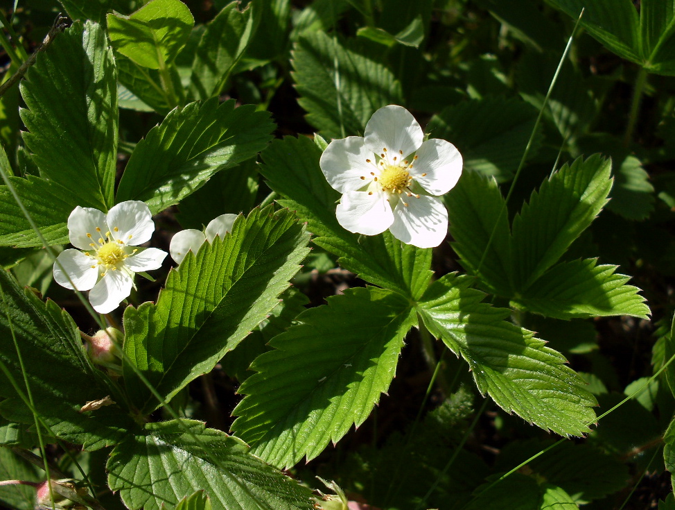 Image of Fragaria viridis specimen.