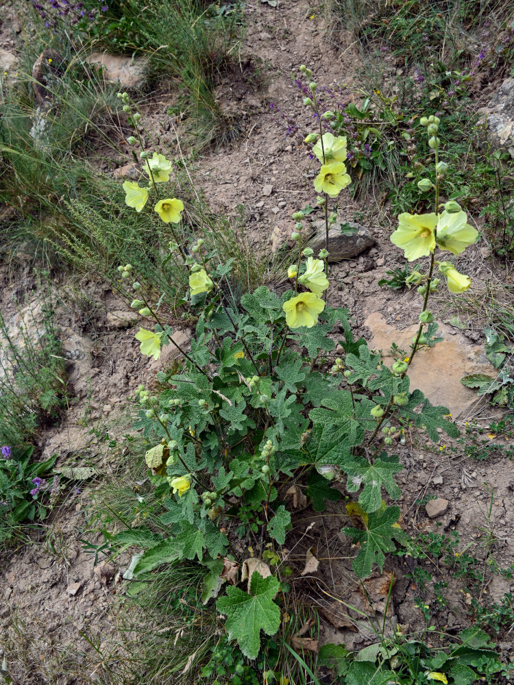 Изображение особи Alcea rugosa.