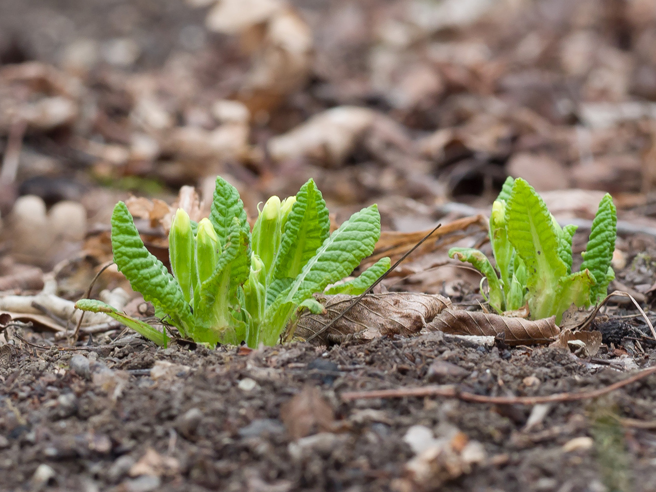 Image of Primula vulgaris specimen.