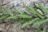 Carlina biebersteinii