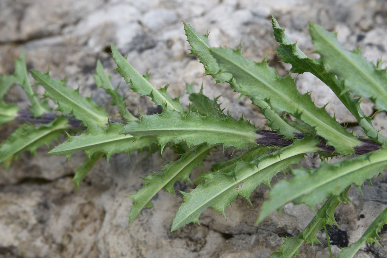 Изображение особи Carlina biebersteinii.