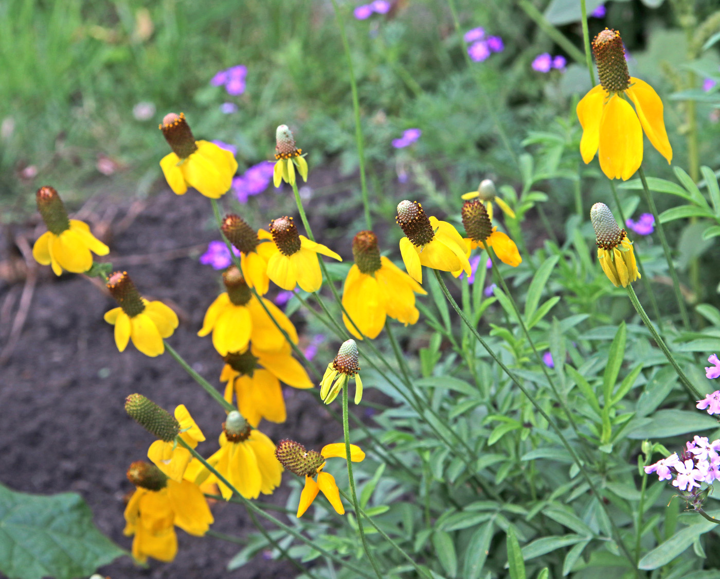 Изображение особи Rudbeckia columnifera.