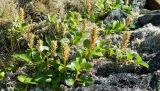 genus Salix. Плодоносящее растение. Полярный Урал, долина р. Хойлы. Конец июля 2011 г.