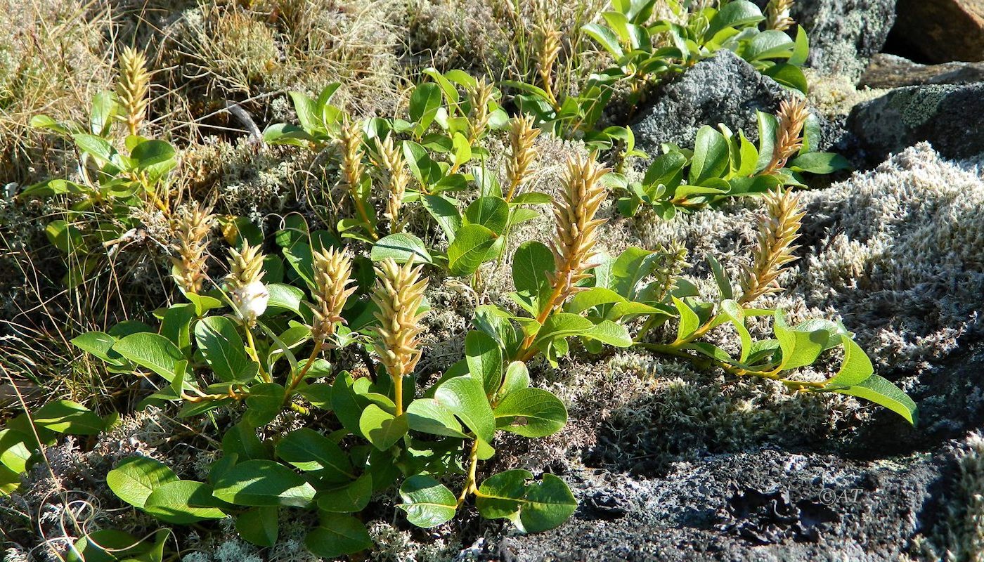 Image of genus Salix specimen.