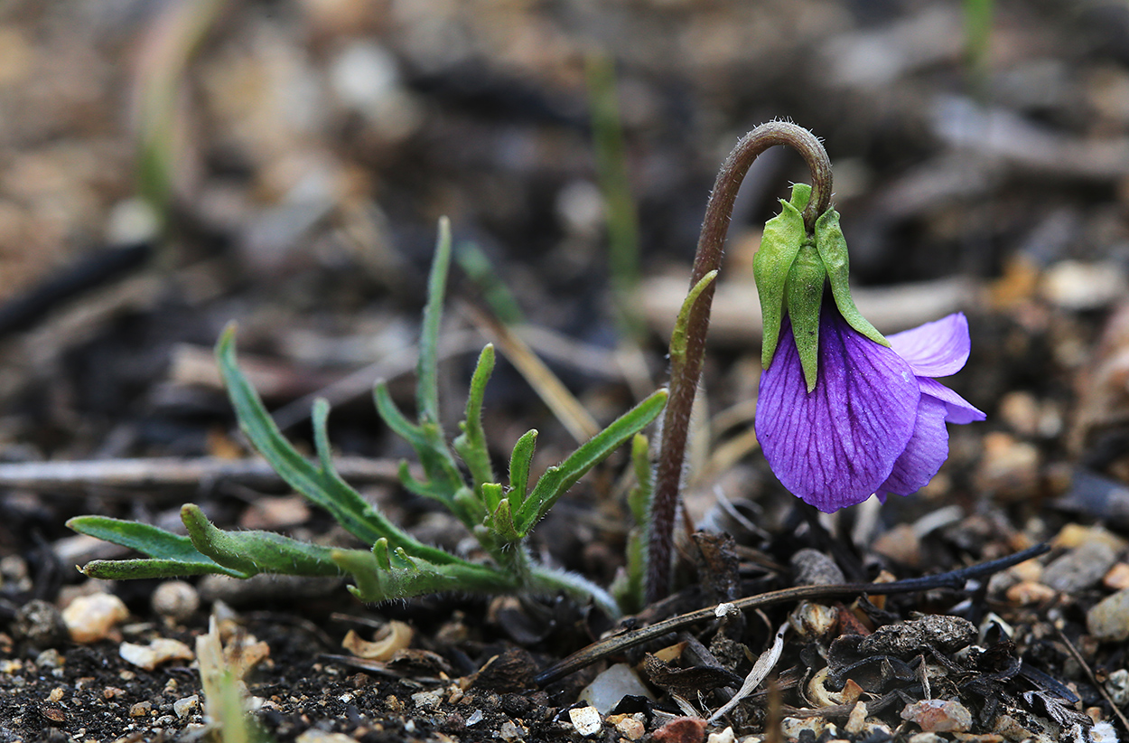 Изображение особи Viola dissecta.