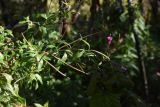 Epilobium hirsutum. Верхушка цветущего и плодоносящего растения. Калужская обл., Спас-Деменский р-н, окр. дер. Вдовец, заросли вдоль реки Вдовчанка. 10 сентября 2022 г.